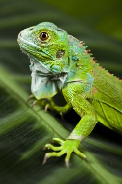 iguana, küçük ejderha, kertenkele, gecko