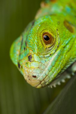 iguana, küçük ejderha, kertenkele, gecko