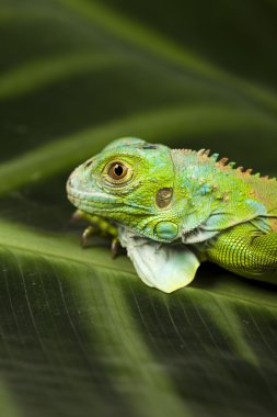 iguana, küçük ejderha, kertenkele, gecko