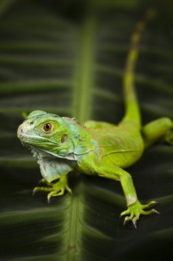 iguana, küçük ejderha, kertenkele, gecko