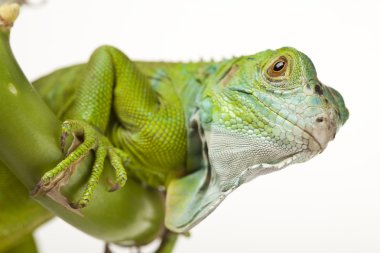 vahşi iguana