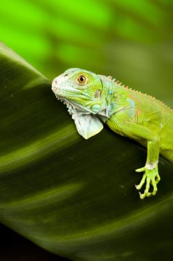 Anole lizard clipart