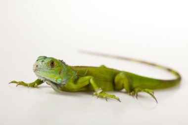 Close-up on a iguana clipart