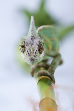 Chameleon isolated over white background clipart