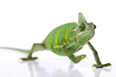 Chameleon isolated over white background clipart