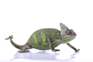 Chameleon isolated over white background clipart