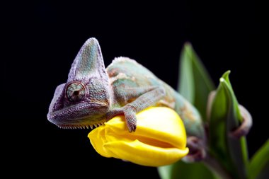 Chameleon & Tulip clipart