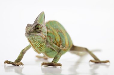 Chameleon clipart