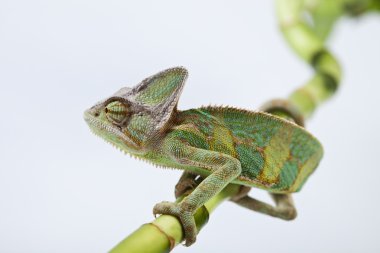 Chameleon isolated over white background clipart