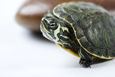 Turtle walking in front of a white background clipart