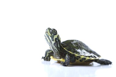 Turtle walking in front of a white background clipart