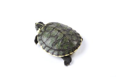 Beyaz bir arka plan yürüyen kaplumbağa