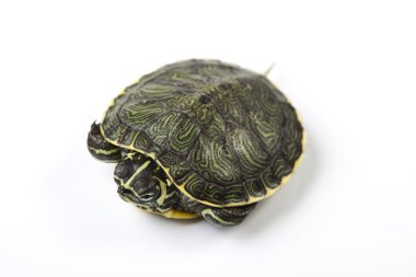 Turtle - isolated on white clipart