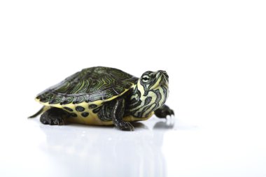 Turtle - isolated on white clipart