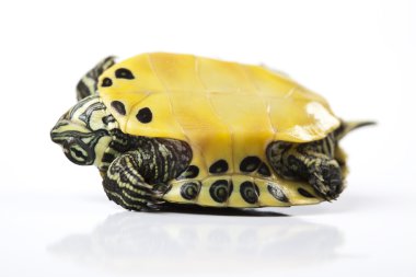 bir evcil hayvan olarak turtle