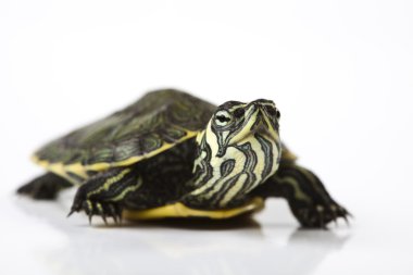 yavaş turtle