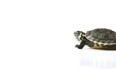 Reptile, turtle clipart