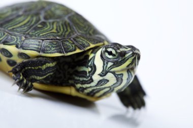 Turtle as a pet clipart