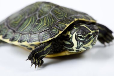 Slow turtle clipart