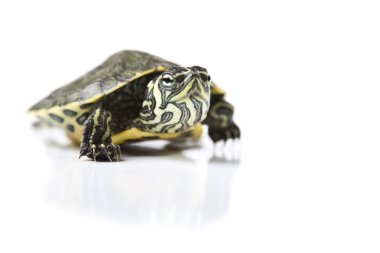 Turtle walking in front of a white background clipart