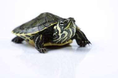 Turtle walking in front of a white background clipart