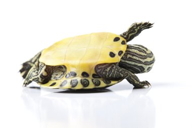 Reptile, turtle clipart