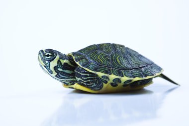 Reptile, turtle clipart