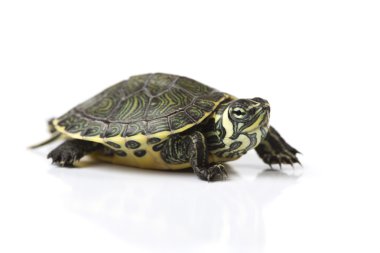 Reptile, turtle clipart