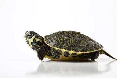 Nice Turtle isolated on white clipart