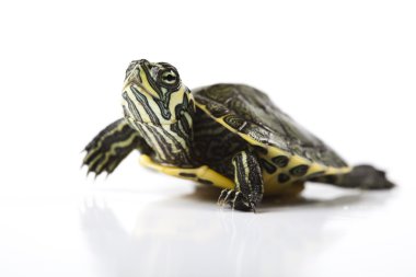 Turtle walking in front of a white background clipart