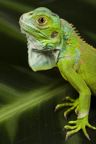 Iguana, mint egy sárkány — Stock Fotó