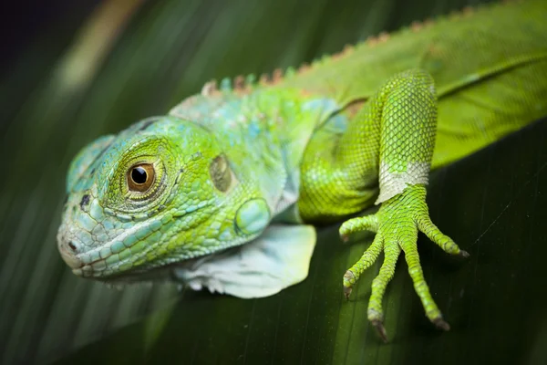 Iguana como un dragón —  Fotos de Stock