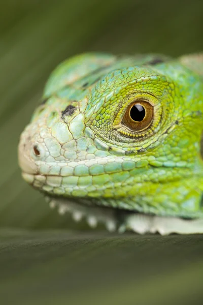 Close-up em uma iguana — Fotografia de Stock