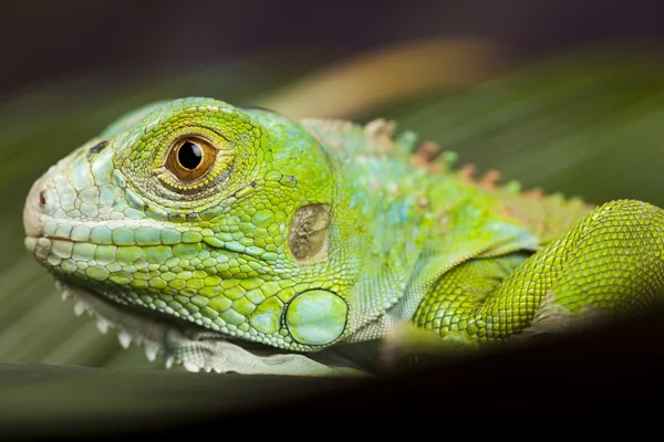 Close-up on a iguana — Stock Photo, Image