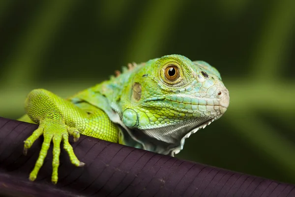 Leguan, kleiner Drache, Eidechse, Gecko — Stockfoto