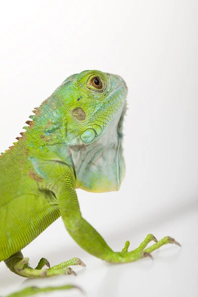 Iguana Isolerad på vit bakgrund — Stockfoto