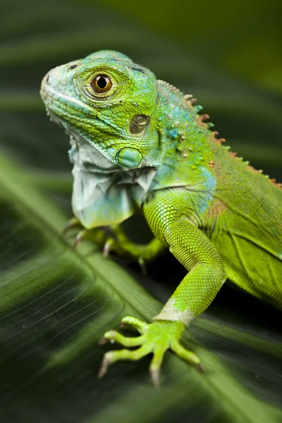 Leguan, kleiner Drache, Eidechse, Gecko — Stockfoto