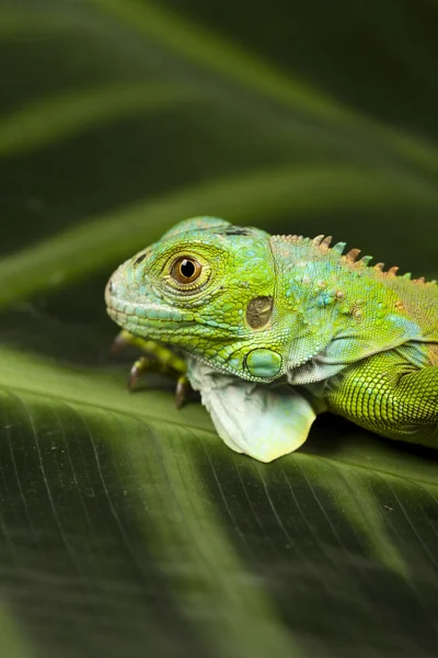 Iguana, dragão pequeno, lagarto, gecko — Fotografia de Stock