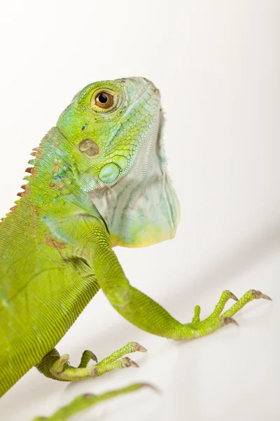 Iguana isolated on white background — Stock Photo, Image