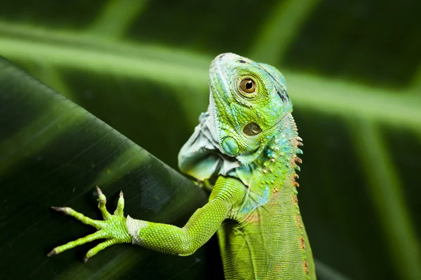 Iguana, dragão pequeno, lagarto, gecko — Fotografia de Stock