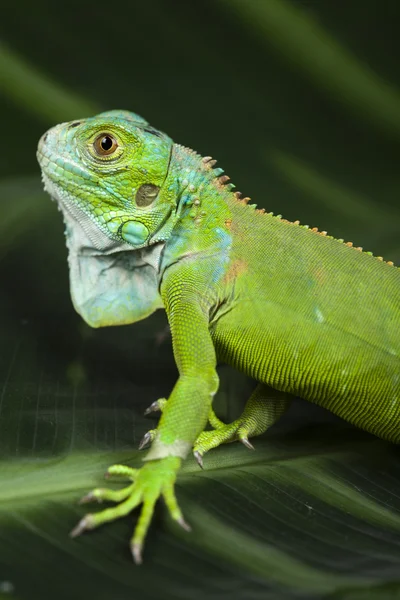 Iguana, small dragon, lizard, gecko — Stock Photo, Image