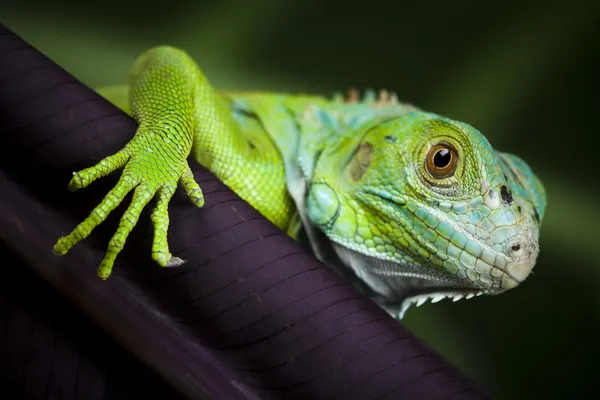 Gecko ! — Photo