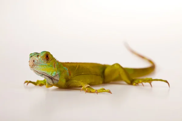 Vahşi iguana — Stok fotoğraf