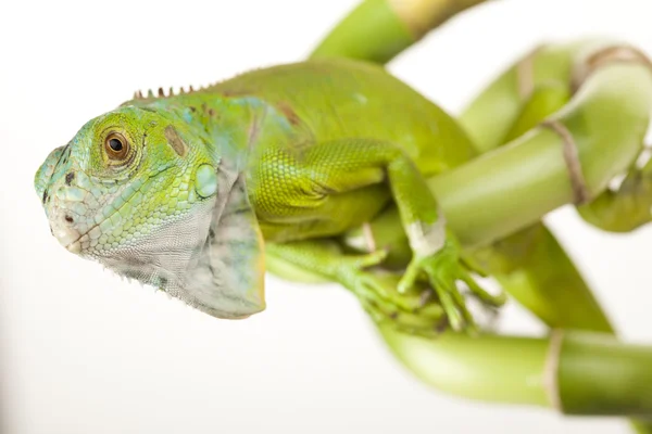 A vadon élő Iguana — Stock Fotó
