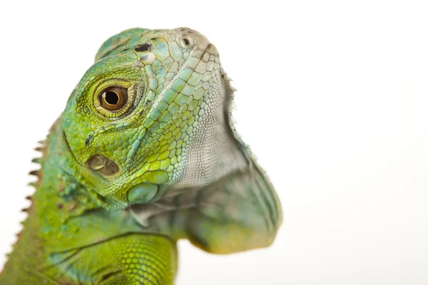 Iguana allo stato brado — Foto Stock