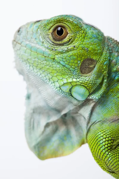 Iguana allo stato brado — Foto Stock