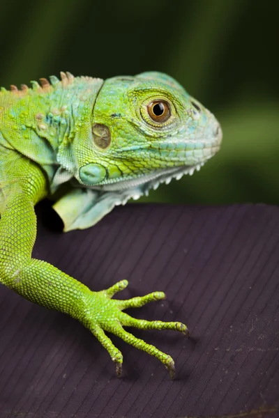 Close-up on a iguana — Stock Photo, Image
