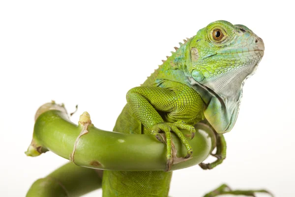 stock image Close-up on a iguana