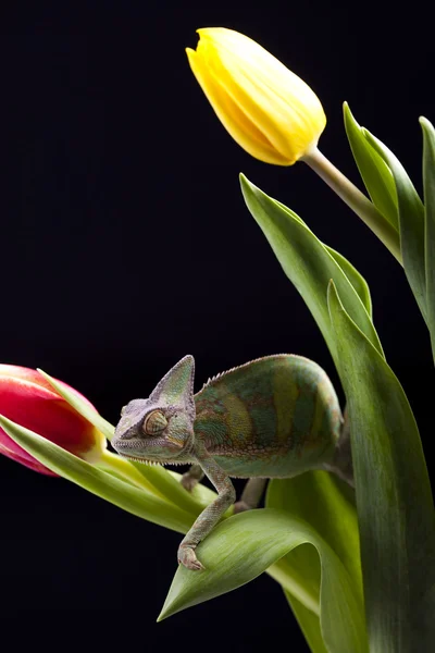 Tulipán y camaleón — Foto de Stock