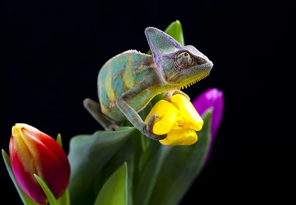 Tulip and Chameleon — Stock Photo, Image